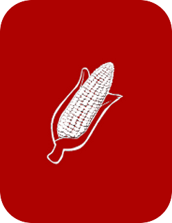 Corn Image 